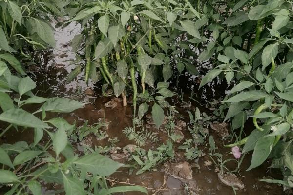 辣椒留根翌年能不能种植，属于一年生植物需要播种
