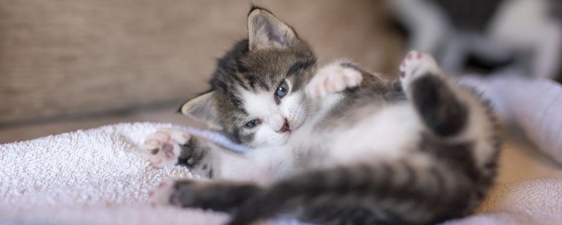 猫咪眼睛上方变秃的原因，舍弃部分眉毛更方便捕猎