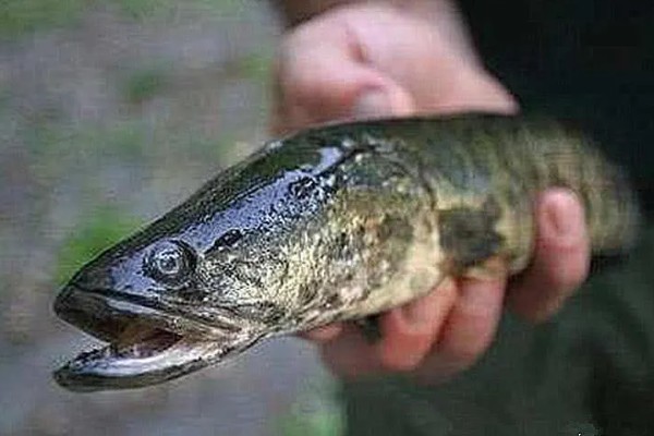 蛇头鱼简介，在中国叫黑鱼