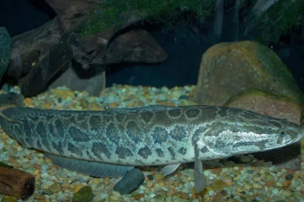 蛇头鱼简介，在中国叫黑鱼