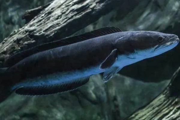 蛇头鱼简介，在中国叫黑鱼