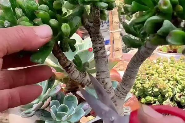 多肉吸财树夏季养护方法，午后要养在有散射光或阴凉处