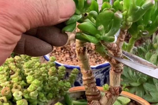 多肉吸财树夏季养护方法，午后要养在有散射光或阴凉处