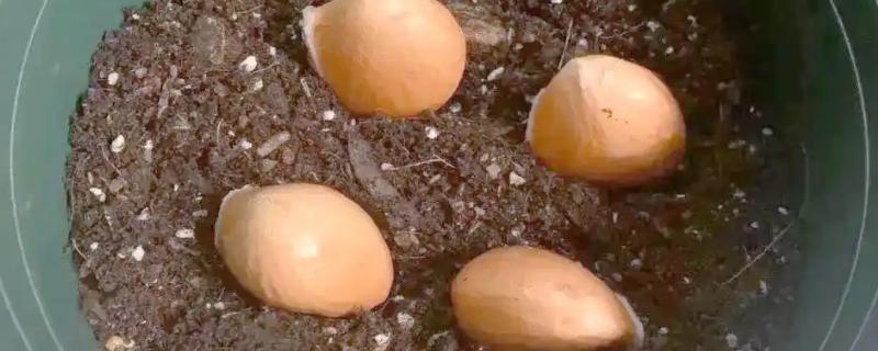 榴莲籽种小盆栽的方法，播种前先浸种