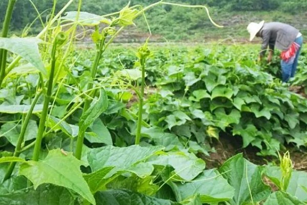 龙须菜是喜阳还是喜阴，是喜阴的