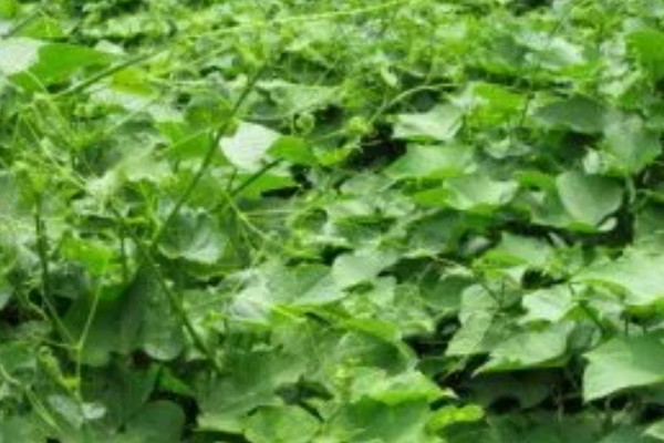 龙须菜是喜阳还是喜阴，是喜阴的