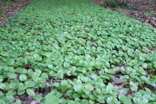 龙须菜是喜阳还是喜阴，是喜阴的