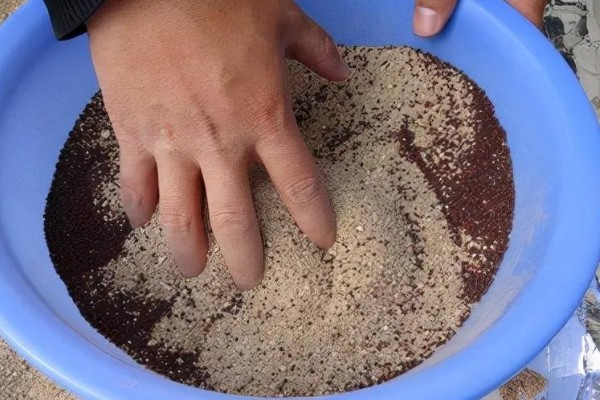 龙须菜是喜阳还是喜阴，是喜阴的