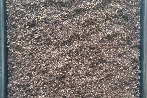 龙须菜是喜阳还是喜阴，是喜阴的