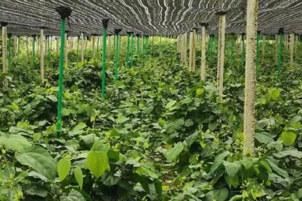 龙须菜是喜阳还是喜阴，是喜阴的