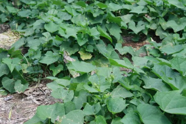 龙须菜是喜阳还是喜阴，是喜阴的