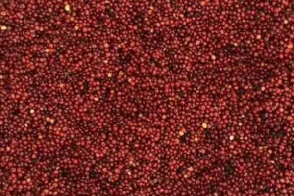 龙须菜是喜阳还是喜阴，是喜阴的