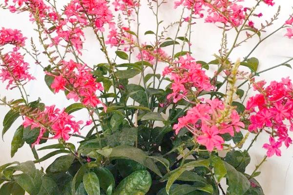 红雪花怎么养殖，喜爱生长在温暖的环境中