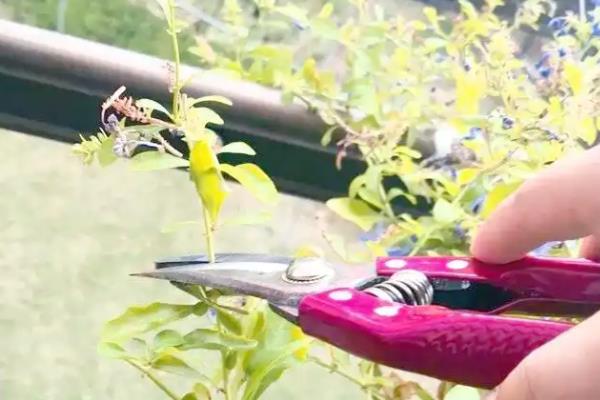 红雪花怎么养殖，喜爱生长在温暖的环境中