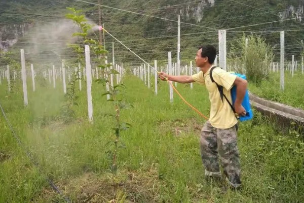 百香果施哪些肥料可以多结果，开花结果期可追施微量元素肥料
