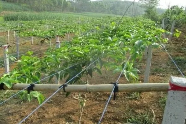 百香果施哪些肥料可以多结果，开花结果期可追施微量元素肥料