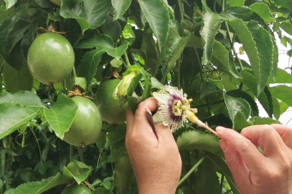 百香果施哪些肥料可以多结果，开花结果期可追施微量元素肥料