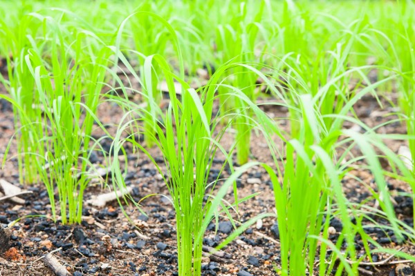 禾本科植物是不是单子叶植物，是单子叶植物