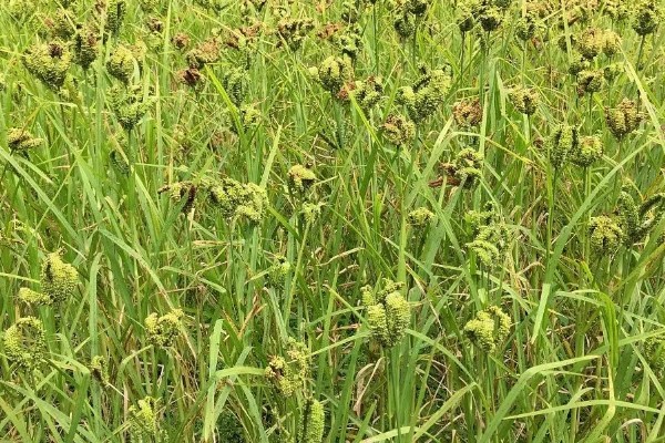 禾本科植物是不是单子叶植物，是单子叶植物