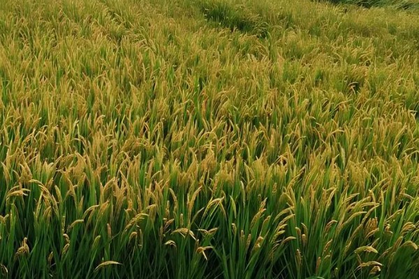 禾本科植物是不是单子叶植物，是单子叶植物