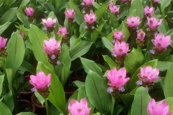 姜荷花有什么花语，代表高洁清雅、信赖、寂静