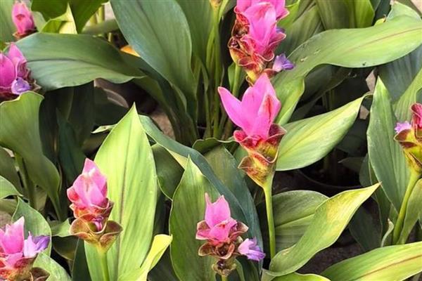 姜荷花有什么花语，代表高洁清雅、信赖、寂静