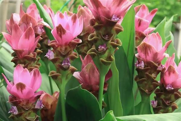 姜荷花有什么花语，代表高洁清雅、信赖、寂静