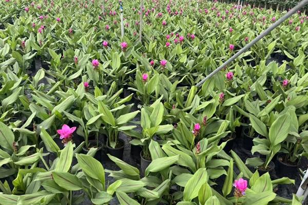 姜荷花有什么花语，代表高洁清雅、信赖、寂静