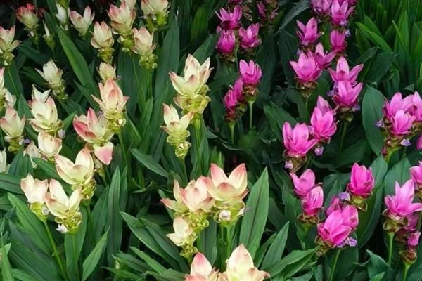 姜荷花有什么花语，代表高洁清雅、信赖、寂静