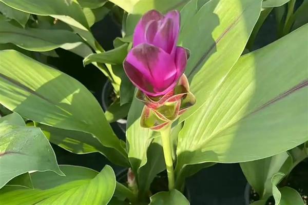 姜荷花有什么花语，代表高洁清雅、信赖、寂静