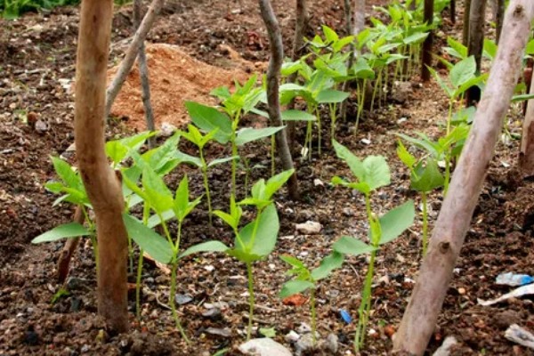 种植豆角的注意事项,大棚栽种每天要提供10小时的光照
