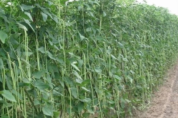 种植豆角的注意事项,大棚栽种每天要提供10小时的光照