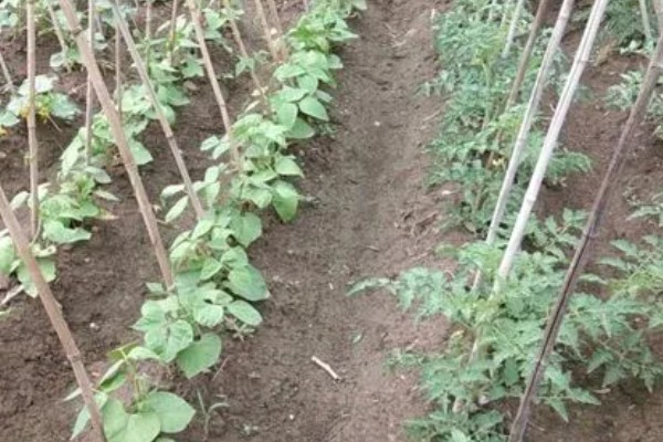 种植豆角的注意事项,大棚栽种每天要提供10小时的光照