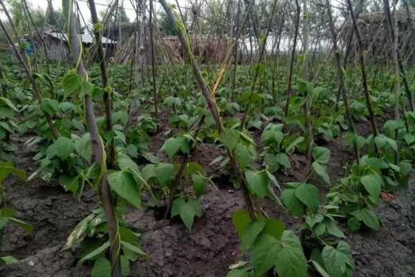 种植豆角的注意事项,大棚栽种每天要提供10小时的光照