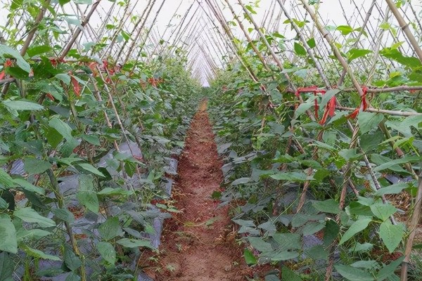 种植豆角的注意事项,大棚栽种每天要提供10小时的光照