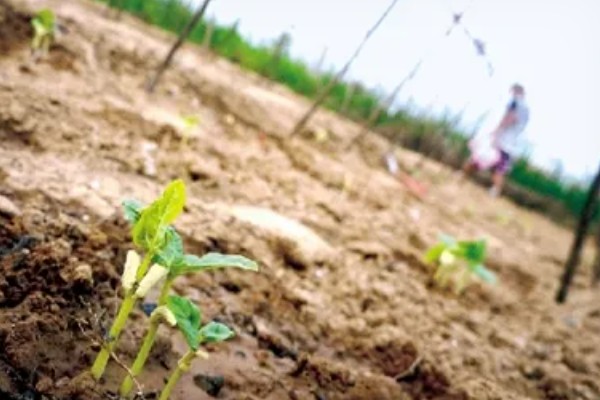 种植豆角的注意事项,大棚栽种每天要提供10小时的光照