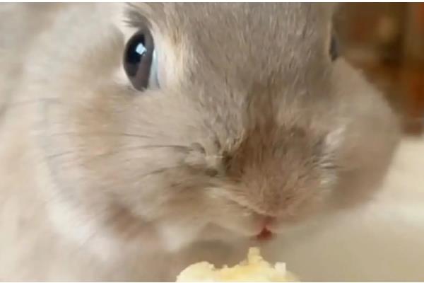 兔子不能吃什么，以下多种食物不能饲喂