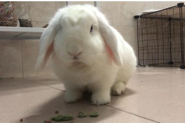 兔子不能吃什么，以下多种食物不能饲喂