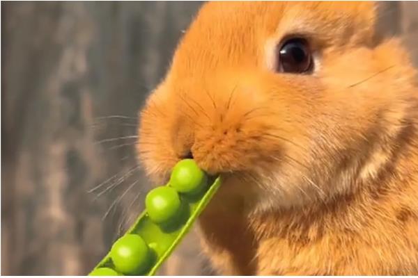 兔子不能吃什么，以下多种食物不能饲喂