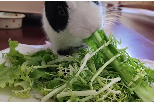 兔子不能吃什么，以下多种食物不能饲喂