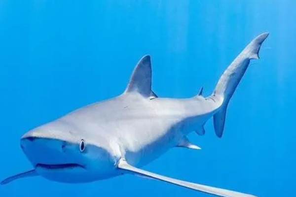 蓝鲨的简介，学名叫做大青鲨