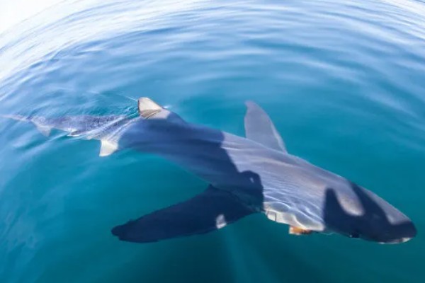蓝鲨的简介，学名叫做大青鲨