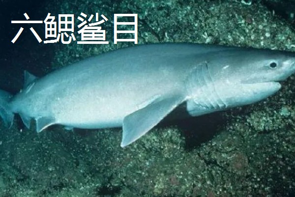 蓝鲨的简介，学名叫做大青鲨