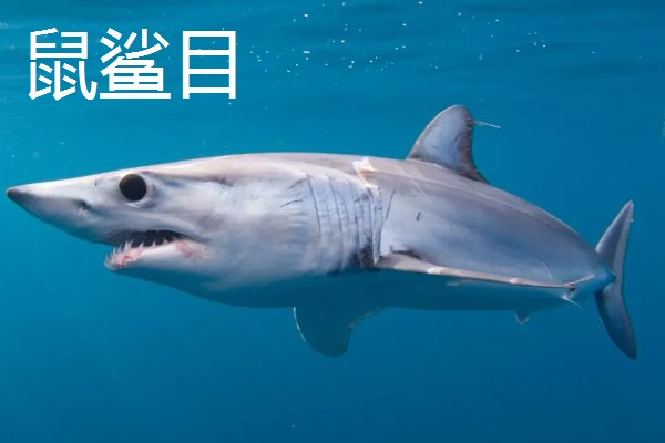 蓝鲨的简介，学名叫做大青鲨