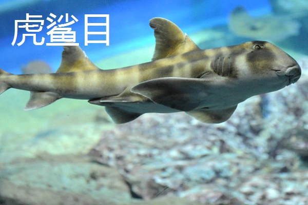 蓝鲨的简介，学名叫做大青鲨