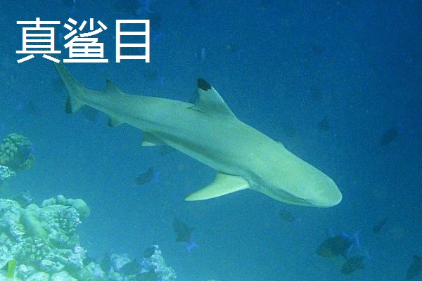 蓝鲨的简介，学名叫做大青鲨