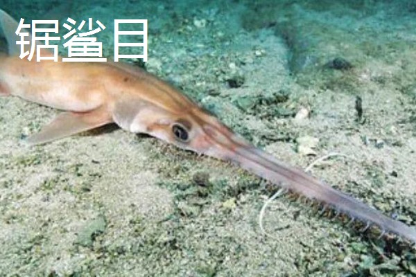 蓝鲨的简介，学名叫做大青鲨