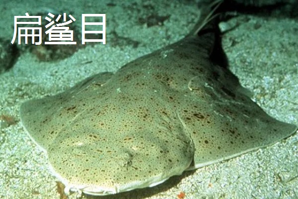 蓝鲨的简介，学名叫做大青鲨