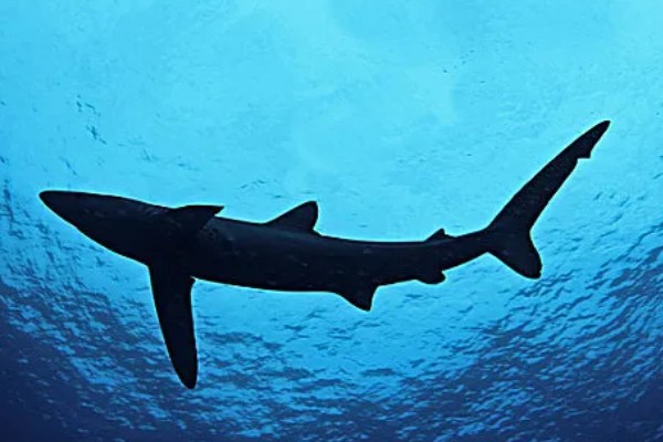 蓝鲨的简介，学名叫做大青鲨