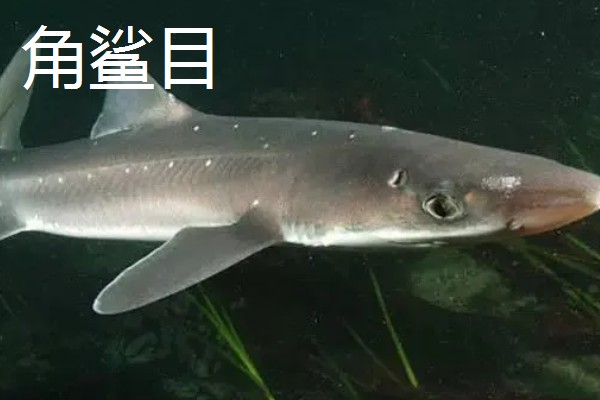 蓝鲨的简介，学名叫做大青鲨